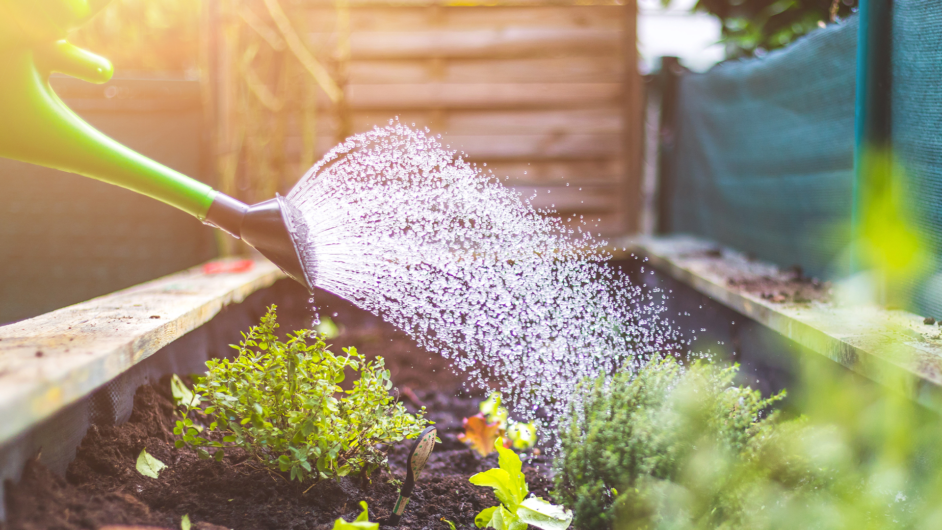 I'm a gardening expert & here's a cheap item to water plants when you're away