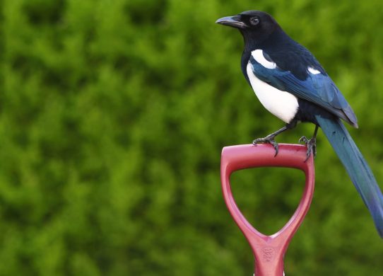 I’m a gardening expert, the easy way to keep thieving magpies out of your garden