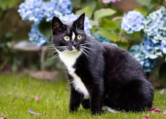 I'm a gardening pro and here's how to stop cats pooing in your garden