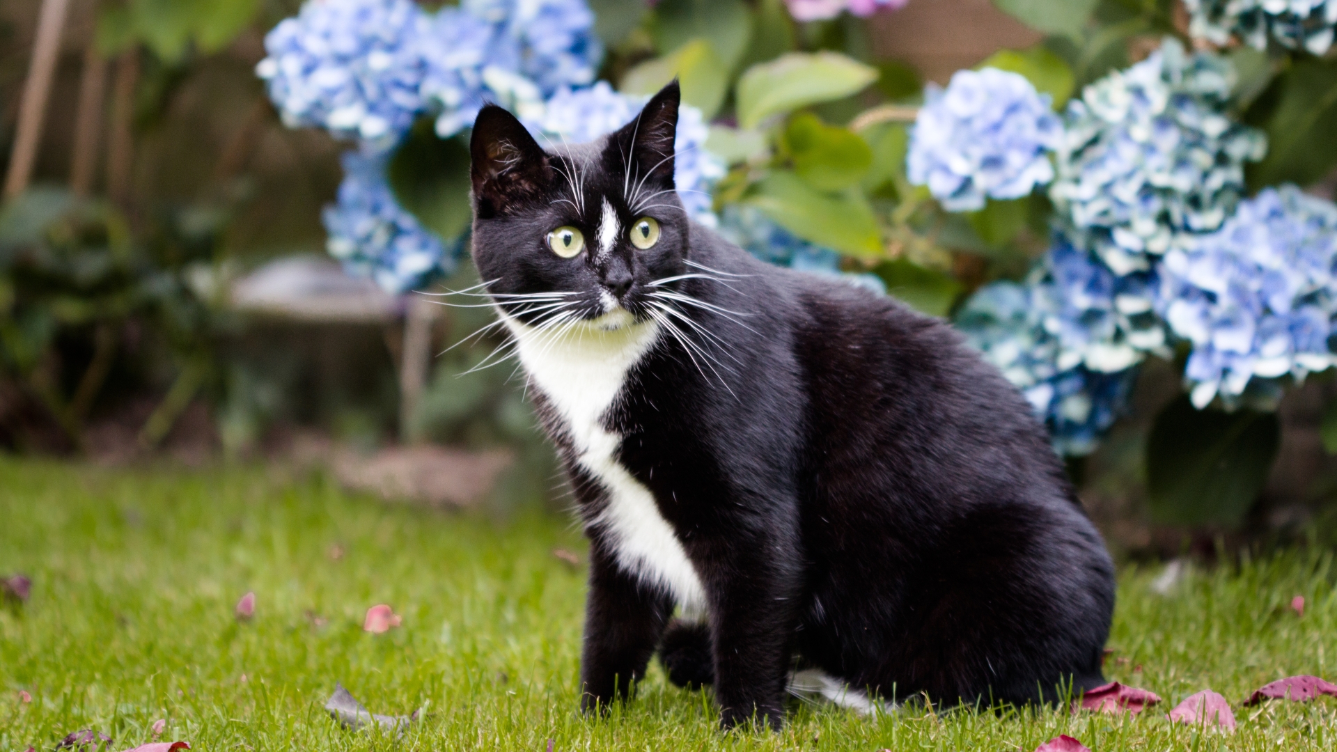 I'm a gardening pro and here's how to stop cats pooing in your garden