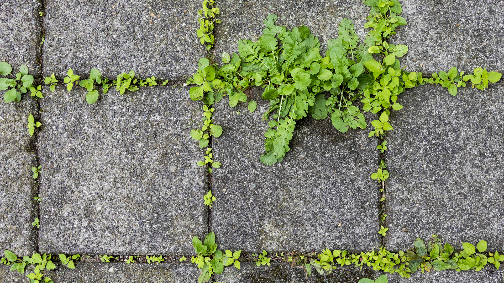 I’m a gardening pro – don’t use salt to kill weeds in your paving slabs