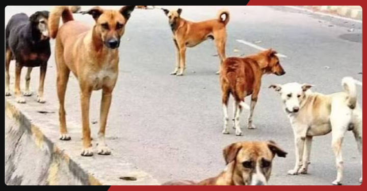 Delhi Crime Investigation: Tempo, CCTV And Forensics Help Police Build Case